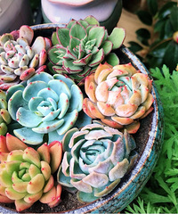 �������̨Ҳ�������������ɹ��ɽٵĶ��������