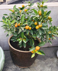 ��̨�ֵĽ�ۿ�ʼ����