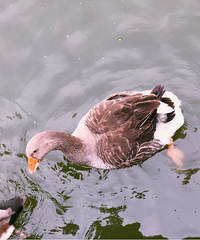 ߷ȥ춯԰˲뿴Сι