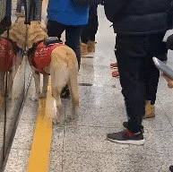 男子骚扰导盲犬还怼人