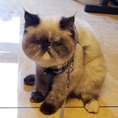 Ϊɶ���������ڲ�����