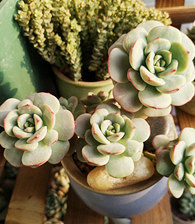 ����������ϵ����̫����