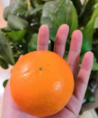 ����ɿڵĳ��ӣ�Ƥ��ˮ�ֺ��㣬һ���ӳ���