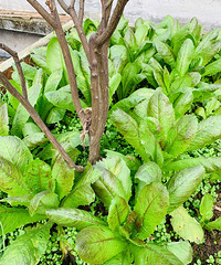 ݫ�񡢰ײˡ����ʣ������ݶ�С��԰������Ҳ���ó������߲���