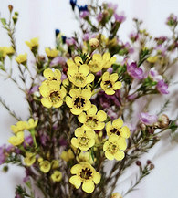 50��һ�ѵ���÷������