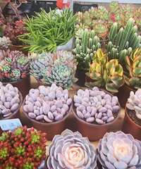 2020�ĵ�һ��ȥ�˴�˵�п��Լ���������ϻ��У���ȷ������