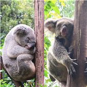 ����Ķ��������ȷ���