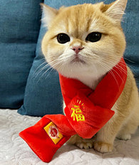 ��Ϊʲô��ϲ��ȥ������ʺ