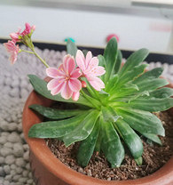 �ɹ�������¶΢Ҳ̫���˰�