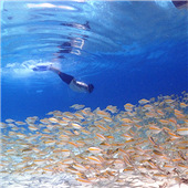 �����е�����Ⱥͬ��