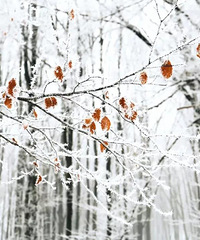 春节期间,适合家庭自驾游的17个赏雪胜地,惊艳你的冬季!