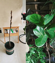 ߣ��Ҷ�ӵ������·�ѿ��