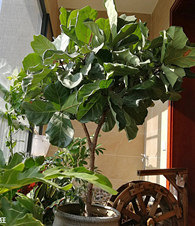 �������Ҷ��Ҳ���ó�ïʢ