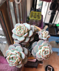 ûôѣЩСؾ״̬ԽԽ