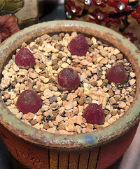 ûôѣЩСؾ״̬ԽԽ