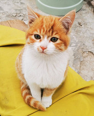 ���Сè���ڱ����������