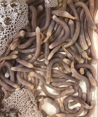 ������ĺ��ʻ��������ĸ��˳Ե��ż��ϼӹ���780