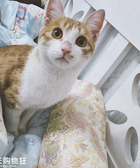 ������èҧ��ѪҪ��������