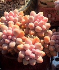 һ��α�����Ե���̨��ƨ�������ֺ�����������ѹ��