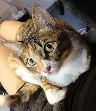 û�ж���ס���Ͳ�����è��