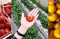 �Ƽ�һ����ĩ��ȥ��������ժ��ݮ�����ܲ�