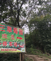 摘冬草莓,拔萝卜 推荐一个周末好去处