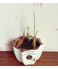 �������������˸�����