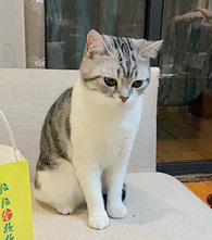 ����è����ƫС��ô�죿