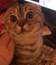 ����Ȼ����ʶ����......