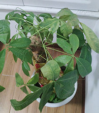 ������Ҷ�ӷ�����ô�죿