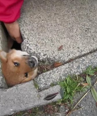 ��������è���������ʲô�����أ�