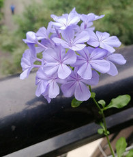 ֲ��ɱ��Ψһ������Ļ�