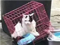 被遗弃的猫狗怎样生活