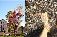 ֱǹ⣬̻⣬ɳ̲ĸɺ