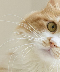 相亲男家公猫发情,他准备给它找只母猫