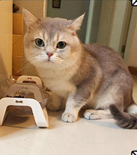 ��ֻè��̨һ��Ҫ1500