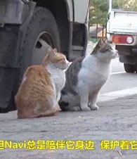 ����ֻè�����Ҵ�ͷ�޵�β