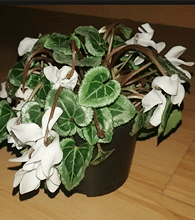 ����������ܾ���