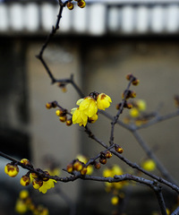 ���������ã����ǲ��ҳ��ţ�ֻ�ܶ��ڼ���������