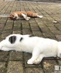 从昨天开始,不少猫狗被遗弃街头