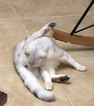 �Ҽ�è�Ķ������Ǻ��Ի�