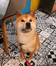 �ҼҵĲ�Ȯ˧���ִ���