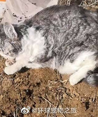 趁主人被隔离,社区把他的猫活埋了