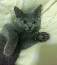 �ݵ�Ƥ���ǵ�Сè�����ˣ�