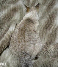 ̺�������ֻè��������ѽ