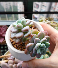 �����̨�Ķ���״̬����