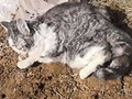 他的猫竟被活埋?