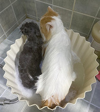 �ڼ������Ǿ���ϴ��è��