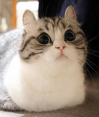 ��˵�����������˶̣�