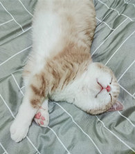 �Ҽ�è���챻�ء�ɵ����